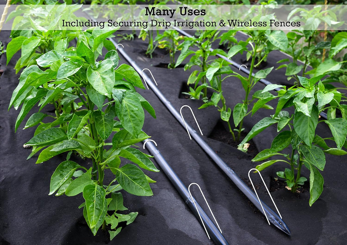 Sandbaggy Galvanized 6-Inch Landscape Staples ~ 9 Gauge Steel - Fabric Pins, Garden Earth Stakes, Ground Cover, Fence Anchors, Lawn Nails ~ Trusted by Organic Farmers Across The USA (10,000 Staples)