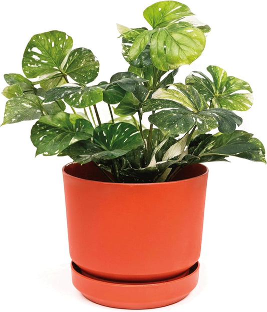 Elly Décor 8 inch Plastic Cylinder Planter Pot with Self-Watering Saucer and Drainage Hole,Lightweight & Extremely Durable, 8"x 8", Terracotta