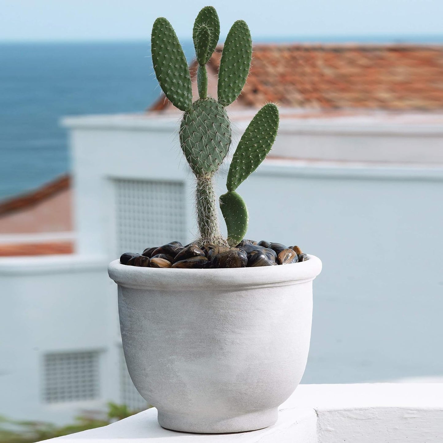 Crescent Garden Agave Planter, Charming Old-World Plant Pot, 14-Inch (Caviar Black)