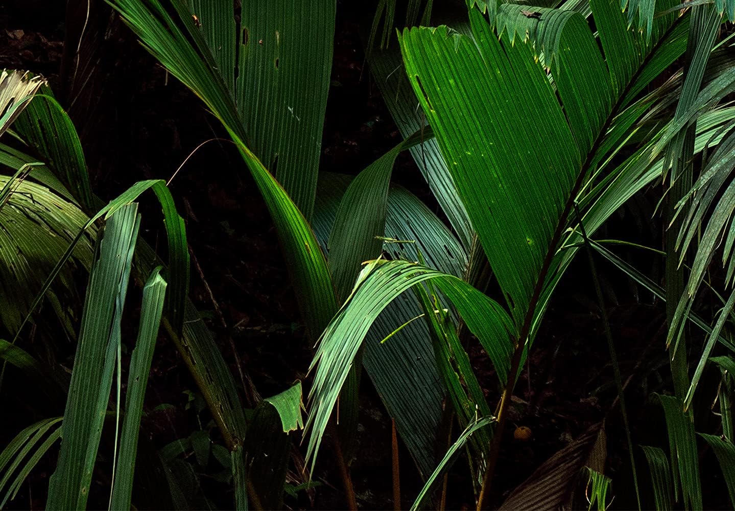 artgeist Wall Mural Nature 77x55 in - XXL Peel and Stick Self-Adhesive Wallpaper Removable Large Sticker Foil Wall Decor Print Picture Image Design Botanical Plants Jungle Leaves b-B-0594-a-a