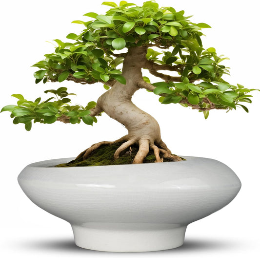 Bonsai Pots 13 Inch - Ceramic Succulent Pots with Drainage Hole Decorative Plant Pot Indoor Large Outdoor Planter Modern Flower Pot for Home Garden Office Room Decor Gray