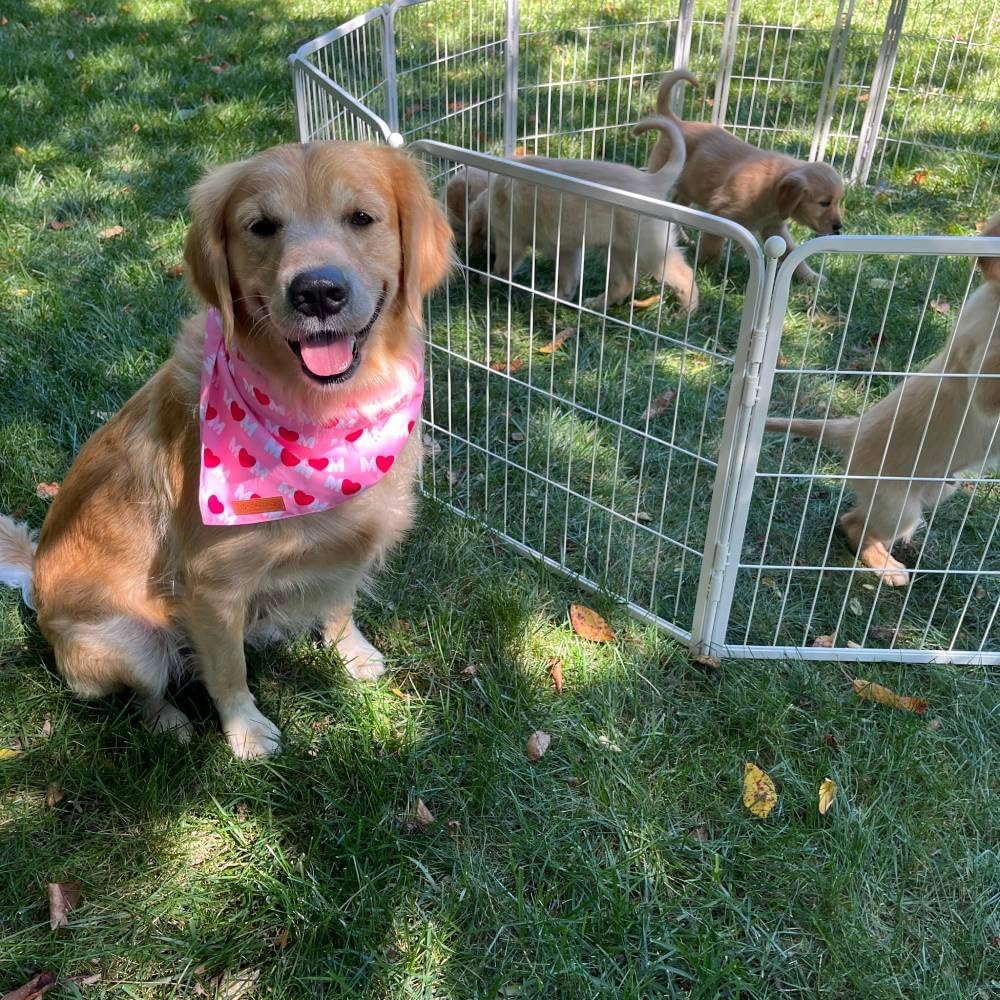 FXW Garden Fence Outdoor for The Yard – 40in(H) x 108.0ft(L) Heavy Duty Metal Animal Barrier for Dog and Rabbit, Decorative Dog Fence, 48 Panels, White