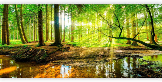 artgeist Wall Mural Forest Landscape 216x98 in - XXL Non-Woven Corner Wallpaper Fleece Angle Wall Decor Photo Print Picture Image Design Modern Green Sun Nature Tree c-B-10040-a-a
