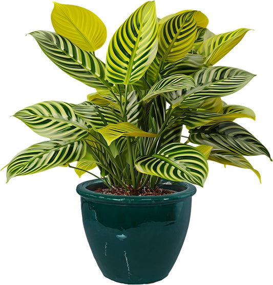 Sunnydaze Chalet Large Ceramic Plant Pot - Round Outdoor Glazed Ceramic Planter Pot with Drainage - Dark Green - 14.5"