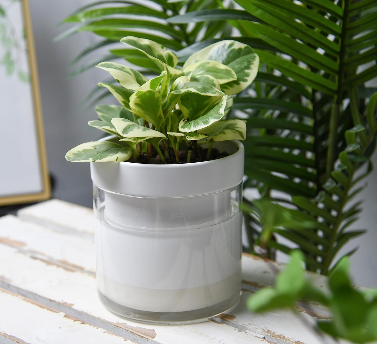 Phoenix Vine 6 Inch Self Watering Planter, White Terracotta Clay Pot with Glass Reservoir for Indoor Plants, Herbs, Flowers, Set of 2, 52-B-F-2