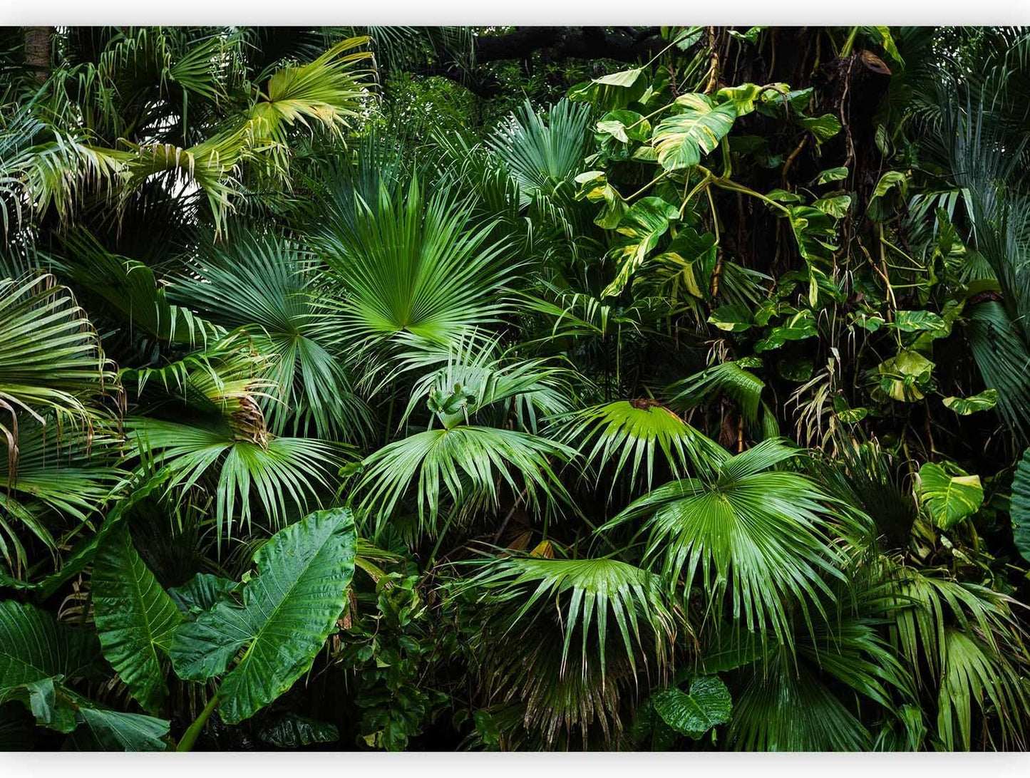 artgeist Premium Wall Mural Tropical 118x83 in - Non-Woven Wallpaper Fleece Wall Decor Photo Print Picture Image Design Home b-B-0312-a-a